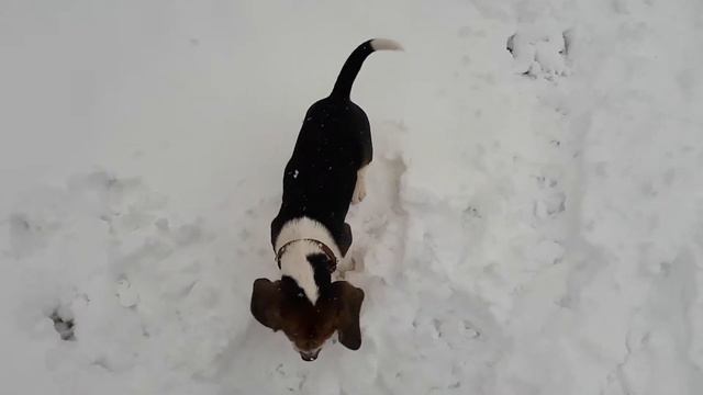 Бигль и первый снег смотреть онлайн