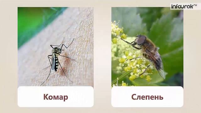Природа тундры | Окружающий мир 3 класс #49 | Инфоурок смотреть онлайн