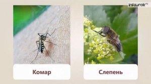 Природа тундры | Окружающий мир 3 класс #49 | Инфоурок