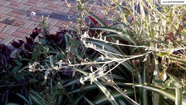 Что делать, если ХЛОРОФИТУМ не ЦВЕТЁТ и не даёт ДЕТОК. Опровергаем популярное мнение. смотреть онлайн