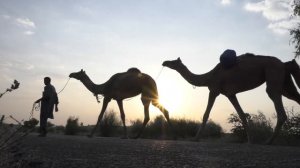 Кто где живет. Обучающее видео про животных для самых маленьких. Серия 1