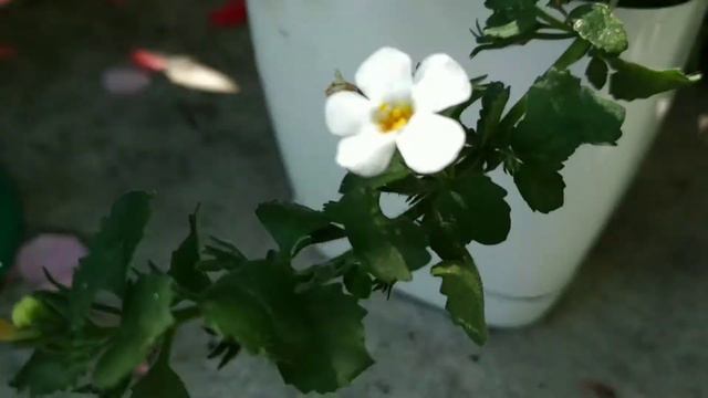 Краса природи 🌿Красиві рослини🌷 смотреть онлайн