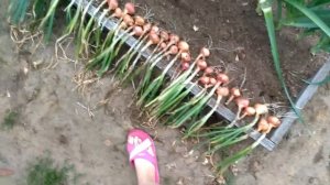 Лук шалот из Садов России. Результат.