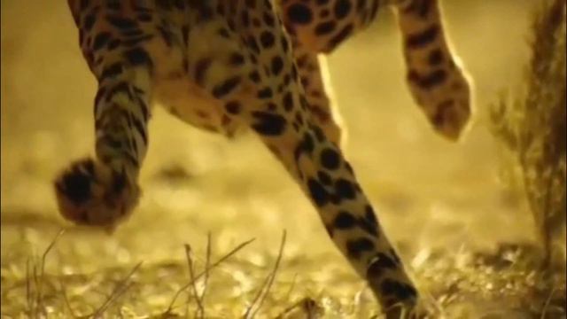 Гепард хакида 14 кизикарли фактлар! Gepard haqida 14 fakt смотреть онлайн