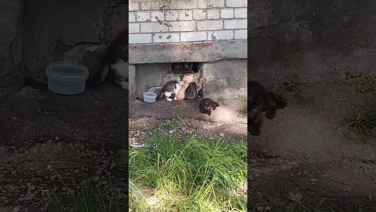 Милые котята) смотреть онлайн