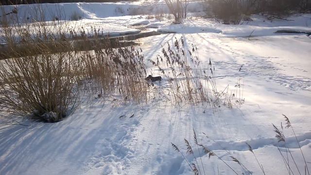 Такса и ворона смотреть онлайн