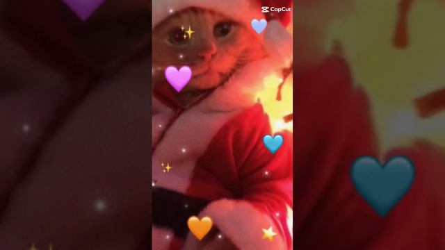 Котики в новогодних костюмах😍 смотреть онлайн