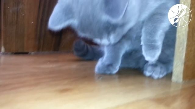 Кошка против муравья. (Scottish straight vs Polyrhachis dives) смотреть онлайн