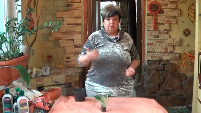 Глоксиния(Синнингия) . Геснерия . Клубневые Растения (Геснериевые) С Периодом Глубокого Покоя смотреть онлайн