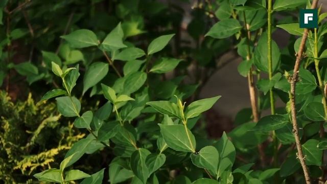Ландшафтный дизайн участка хвойные, экзотические растения, советы и личный опыт FORUMHOUSE 1 смотреть онлайн