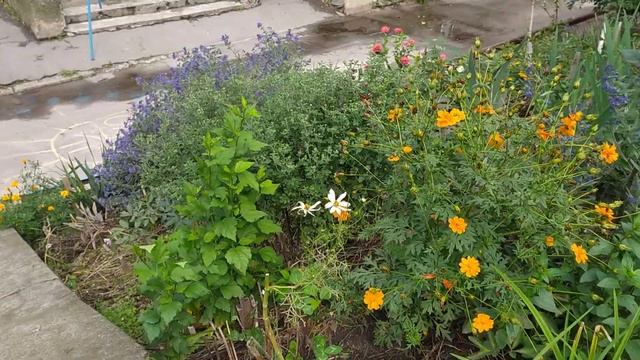 КАРИОПТЕРИС - цветущий саженец за сезон- легко! смотреть онлайн