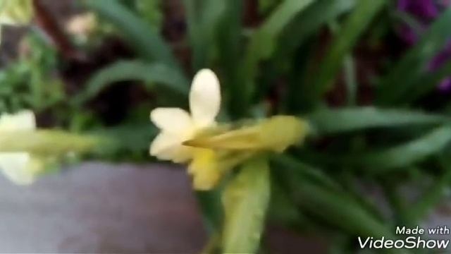 Некоторые данные по Ведическому Календарю смотреть онлайн