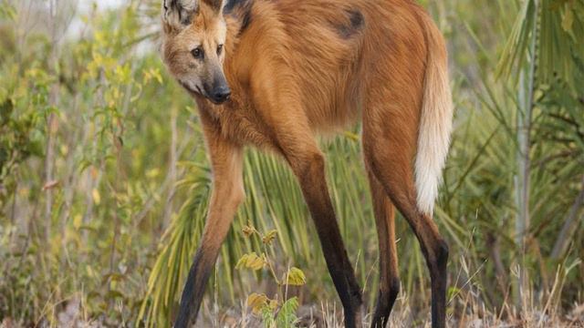 Вы точно о них не слышали. Необычные животные. смотреть онлайн