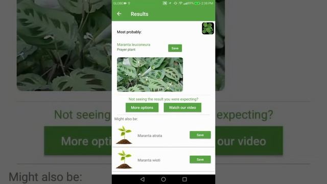 PlantSnap identifies a Prayer plant (Maranta leuconeura) смотреть онлайн
