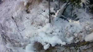 Промысловая охота сезон 2020-2021.  Проверяем капканы, добыли кабаргу и рябчиков