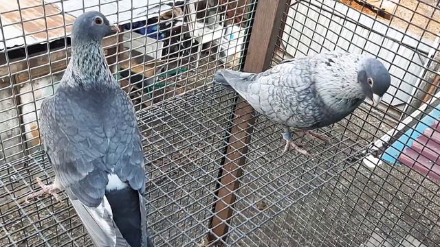 Почтари. Спортивные голуби/sport pigeons. Вывожу масть #птицы#голуби#хобби#увлечение#голубеводство смотреть онлайн