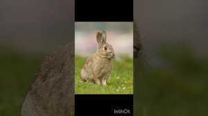 Звуки домашних животных