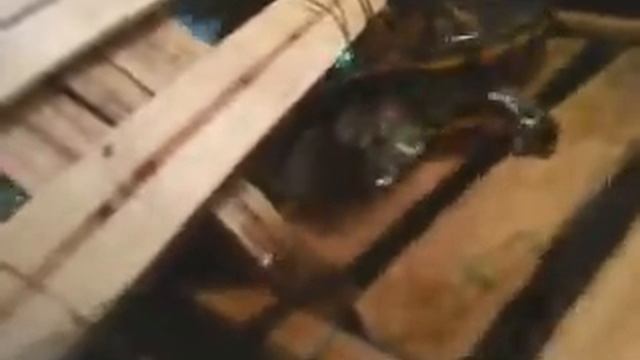 Черепаха чешется лол смотреть онлайн