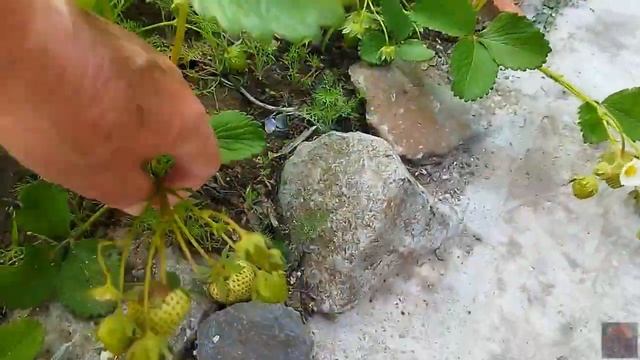 ВЕСЕННИЙ ОБЗОР НАШЕГО САДА, ОГУРЦЫ И ТОМАТЫ РАСТУТ В ТЕПЛИЦЕ смотреть онлайн