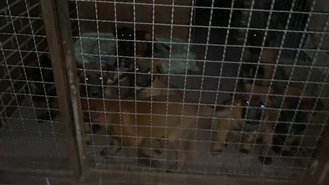 Dinner is served. Malinois puppies are hungry. 🐕🦺=🐊 смотреть онлайн