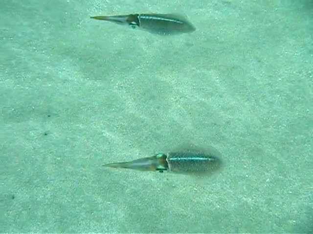 SEPIAS. Cuttlefishes. Talamanca. Puerto Viejo. Costa Rica. Caribe. Карибы. Коста Рика. Каракатицы