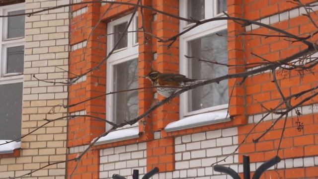 18.02.2017. Киров, февраль, дрозд-рябинник смотреть онлайн