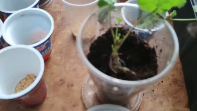Посадка черенков пеларгонии с корешками на горох смотреть онлайн