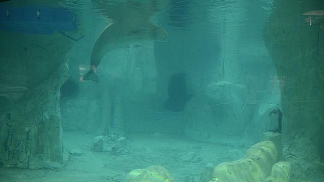 Белухи в океанариуме Валенсии смотреть онлайн