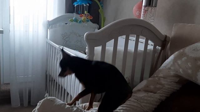 Реакция той терьера на ребёнка или русский той в семье с ребёнком