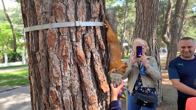 Геленджик сегодня, прогулка по набережной. ПОКАЗЫВАЮ, ГДЕ ПОКОРМИТЬ БЕЛОЧЕК В ГЕЛЕНДЖИКЕ С РУК! смотреть онлайн