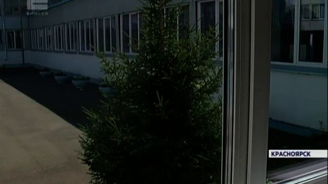 Нашествие пчел: целый рой поселился на территории красноярской школы №45 смотреть онлайн