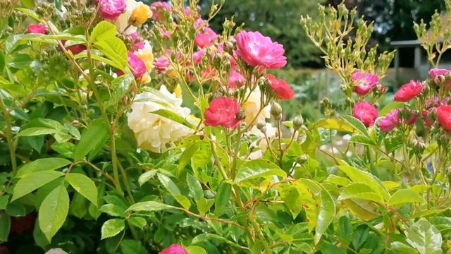 English Rose Garden Tour Perennial Blue смотреть онлайн