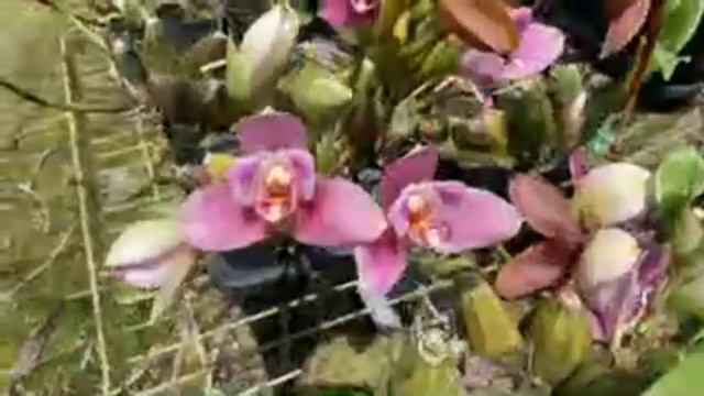 Yu-ying Orchids