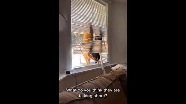 Funniest Cats And Dogs Videos - Best Funny Animal Videos 2024 #7 смотреть онлайн