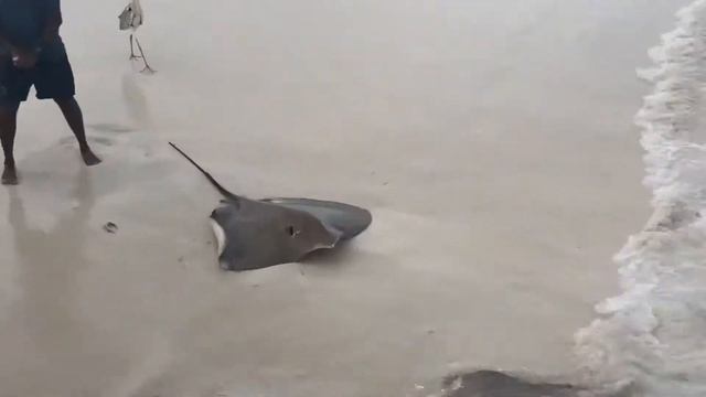 Кормление скатов - одно из самых популярных вечерних развлечений на Мальдивах смотреть онлайн