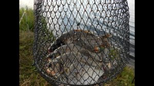 Отчёт о рыбалке Озеро Большой Сунгуль .