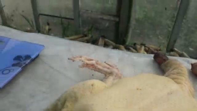 Вес и цвет тушки башкирской утки#башкирскаяутка#тушкауткивчетыремесяца# смотреть онлайн