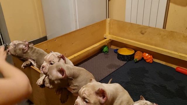 Щенки Американского булли, воспитанные дети, , кушают вкусняшки. +79853136767 смотреть онлайн