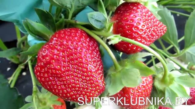 Клубника сорт Флер 2018 с очень сладкой и вкусной ягодой. смотреть онлайн