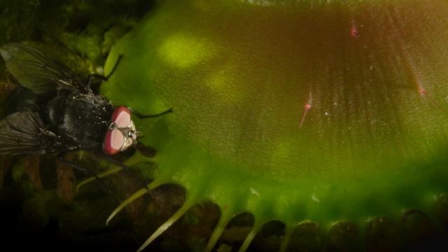 Венерина мухоловка смотреть онлайн