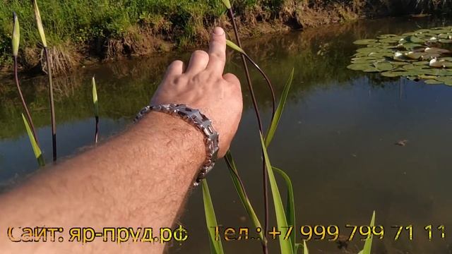 Ирис разноцветный Дак Аура (Iris Versicolor Dark Aura)    Iris Multicolored Dark Aura