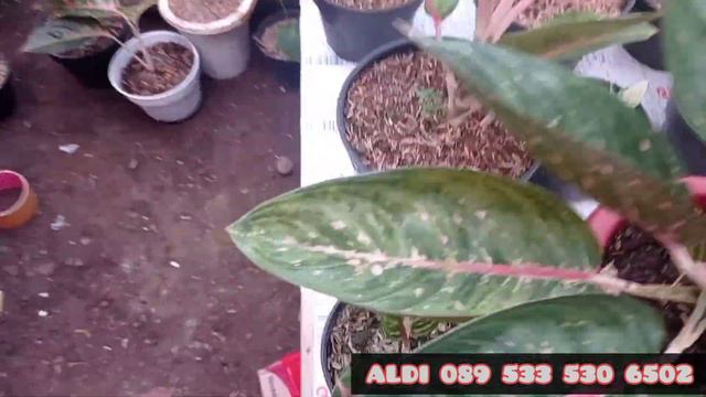 Cek Harga Grosir Aglonema (Free Ongkir ) смотреть онлайн