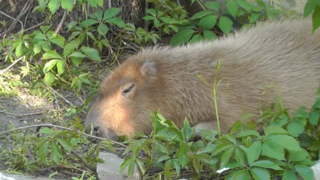 Капибары в Московском зоопарке смотреть онлайн