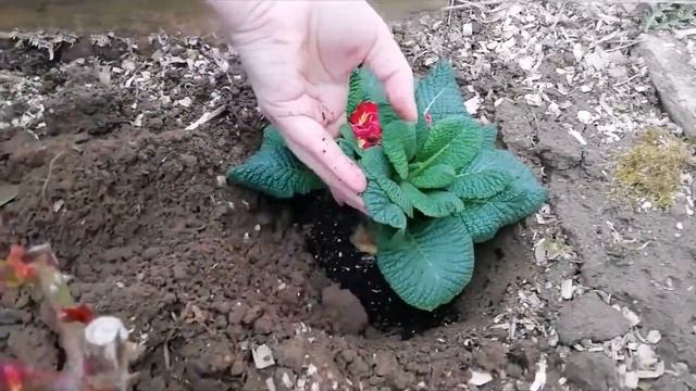 Примула. Высаживаю примулу в открытый грунт.