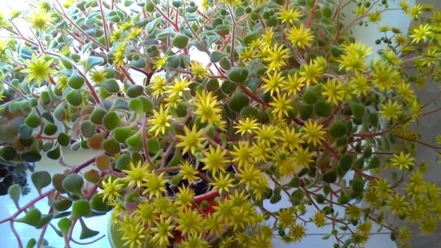 Аихризон или дерево любви и счастья. Неприхотливый цветок.Уход.Размножение.#1# смотреть онлайн