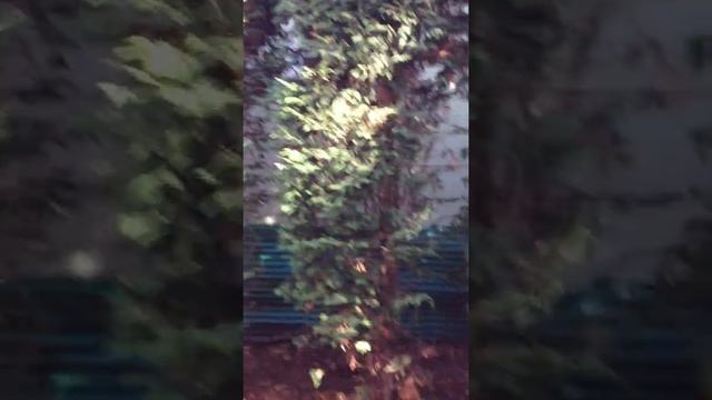 Full Walkthrough Of The Scary Neighbor House