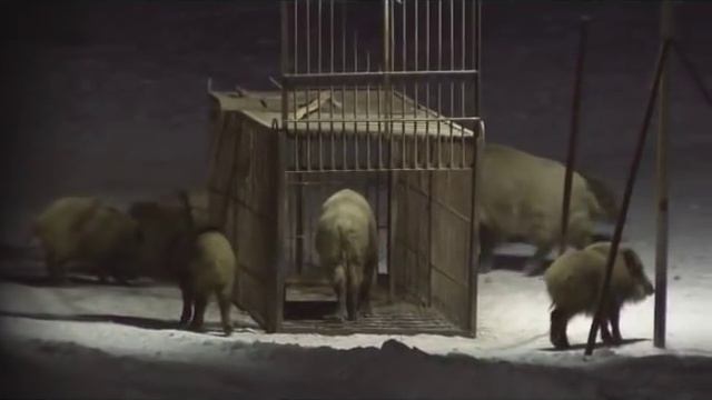 Ловля кабанов смотреть онлайн