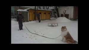 Как отучить собаку подбирать на улице?