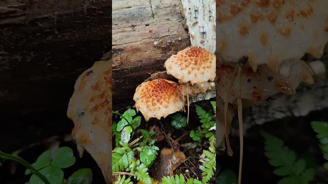 Чешуйчатка золотистая , вощёная , сальная .Pholiota adiposa ,cerifera , aurivella . смотреть онлайн