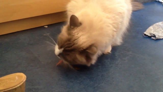 Eddie eet een gepikt kuiken (kan beetje shockerend zijn( смотреть онлайн